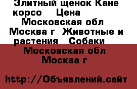 Элитный щенок Кане корсо! › Цена ­ 35 000 - Московская обл., Москва г. Животные и растения » Собаки   . Московская обл.,Москва г.